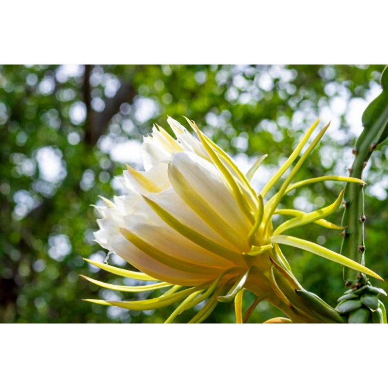 بذر میوه دراگون میکس وانیا سید مدل N132