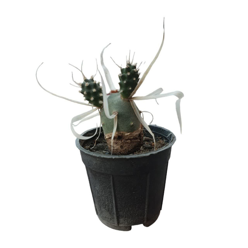 گیاه طبیعی کاکتوس تفرو کد 11