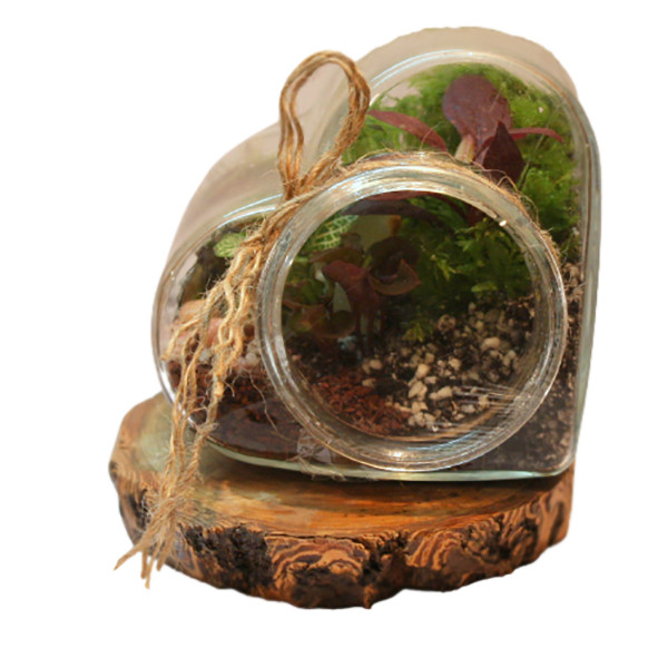 گیاه طبیعی تراریوم مدل وابی کوزا سه ضلعی گیاه طبیعی تراریوم مدل وابی کوزا سه ضلعی