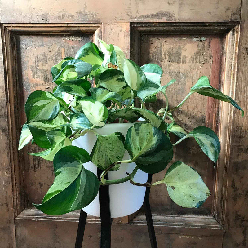 کود تقویتی مخصوص پتوس منجولا ظرافت مدل KO21583 وزن 100 گرم