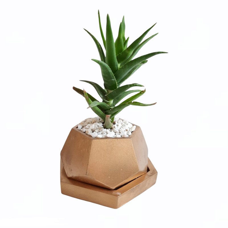 گیاه طبیعی مدل آلوئه ورا کد 11