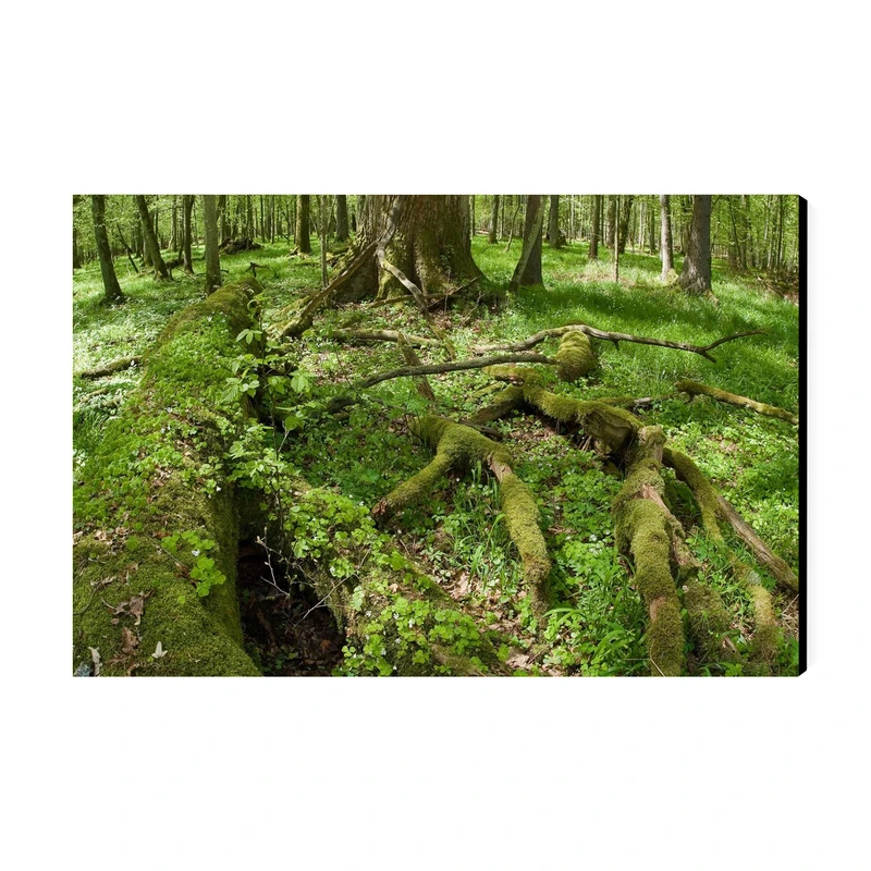 تابلو شاسی عرش طرح گردشگری لهستان مدل پارک ملی بیالوویزا کد As5812