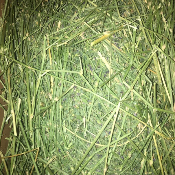 یونجه جوندگان لوکا پت پروداکتز مدل 01 وزن 1 کیلوگرم