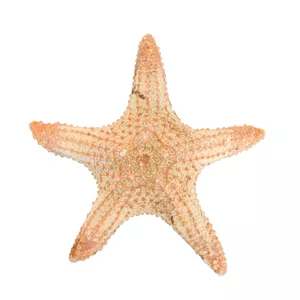 ستاره دریایی تزیینی مدل d1
