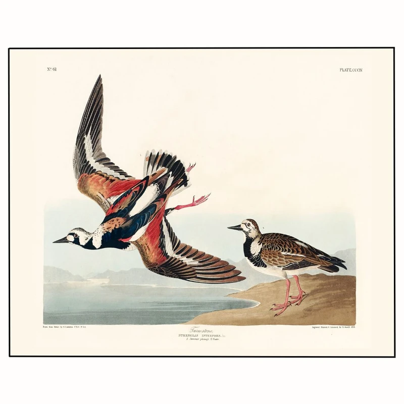 پوستر مدل چاپ گونه‌پرداز 