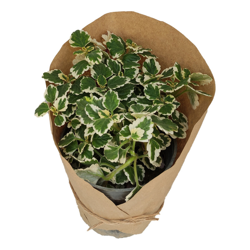 گیاه طبیعی پیچک سوئدی کد yt34