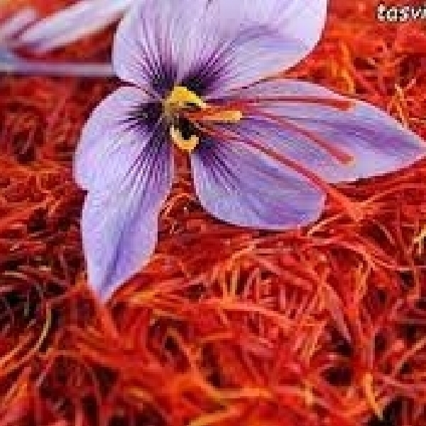 زعفران سرگل قائنات 4.608 گرم