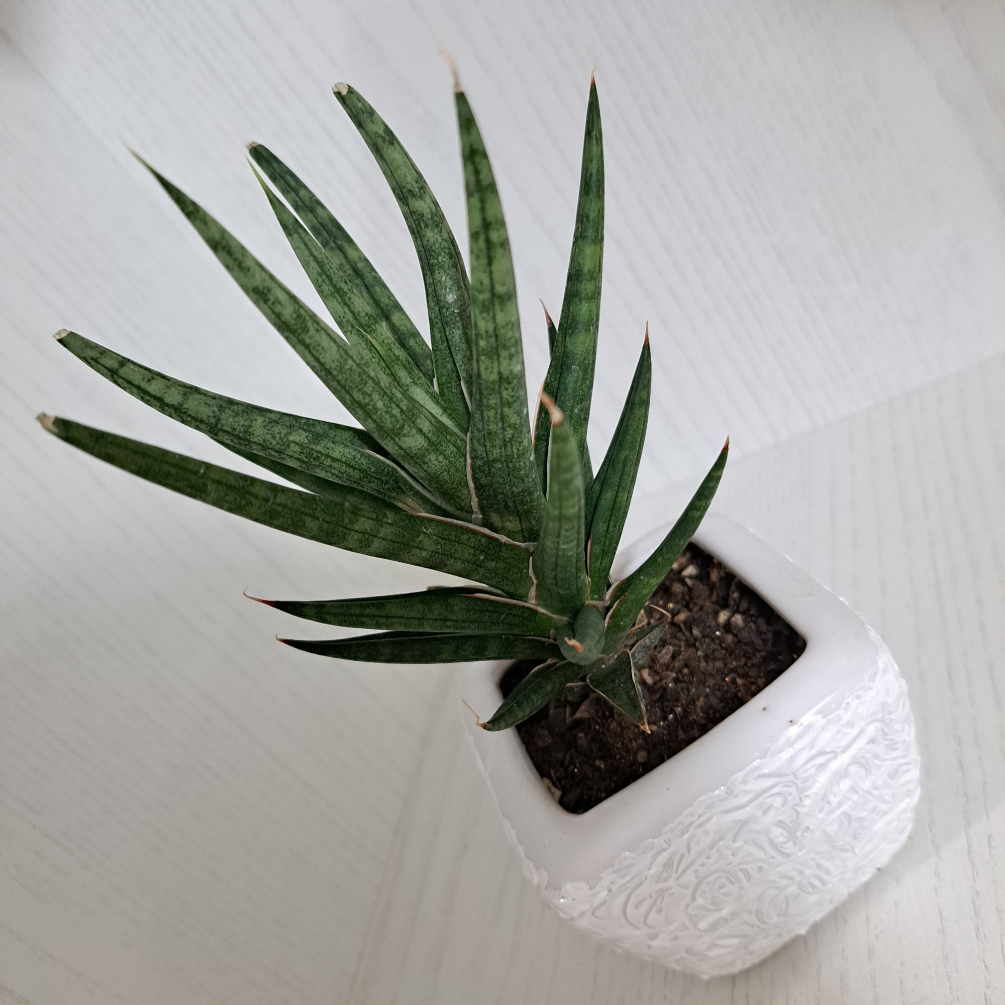 گیاه طبیعی سانسوریا فرانسیس مدل 402714 گیاه طبیعی سانسوریا فرانسیس مدل 402714