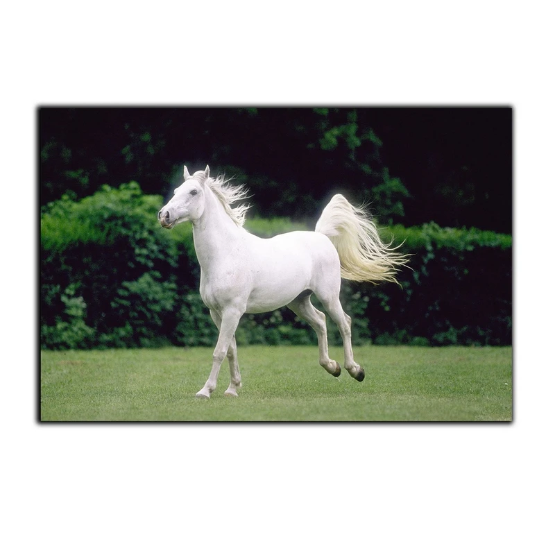 تابلو شاسی بکلیت طرح اسب سفید و باغ مدل SH-7548