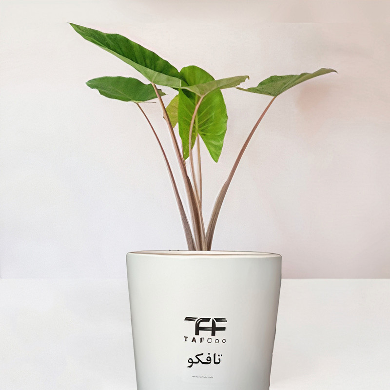 گل طبیعی بابا ادم  تافکو کد 2025