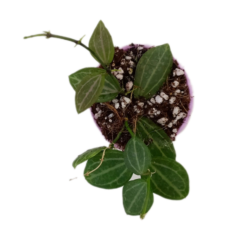 گیاه طبیعی هویا دیسچیدیا آواتا مدل رانر دار