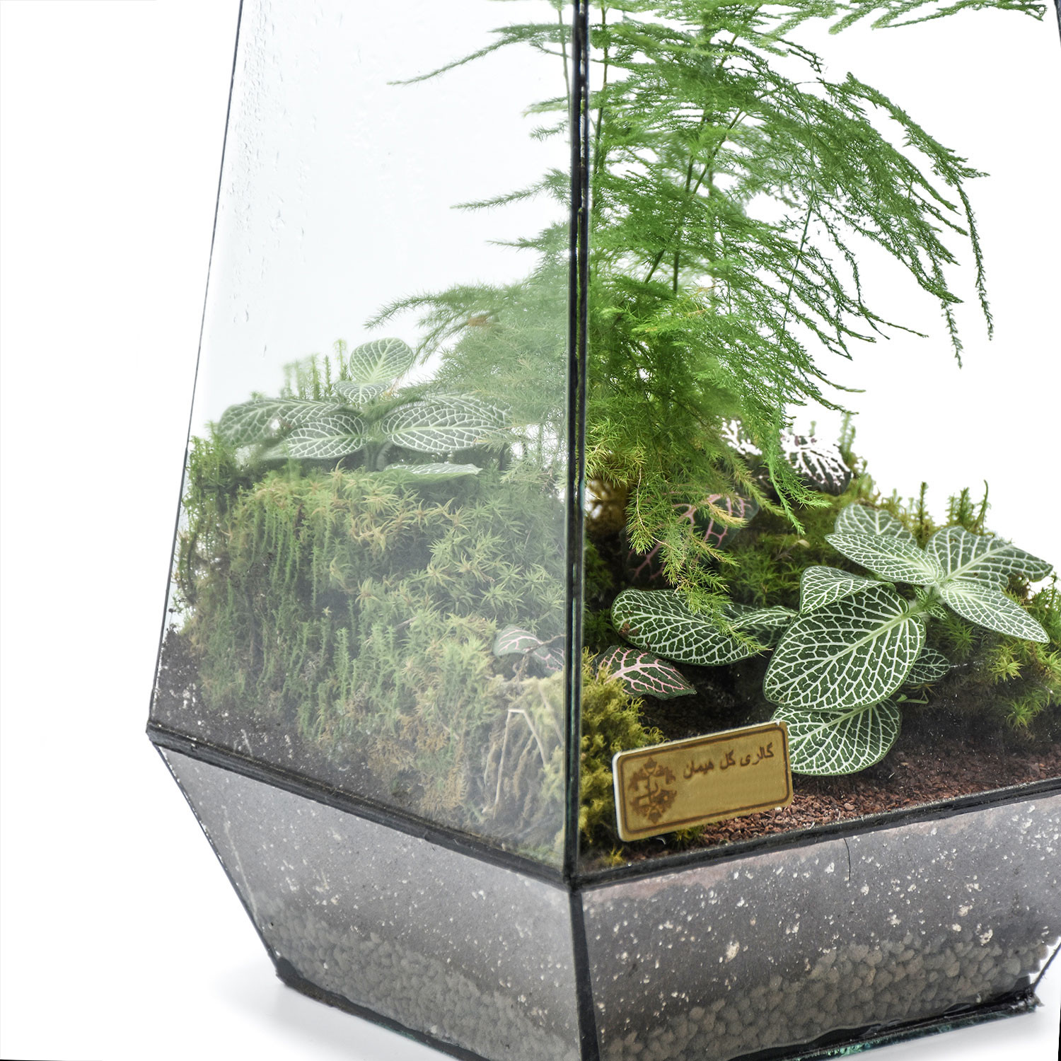 تراریوم بلند هیمان مدل 5 ضلعی کد HV003 تراریوم بلند هیمان مدل 5 ضلعی کد HV003