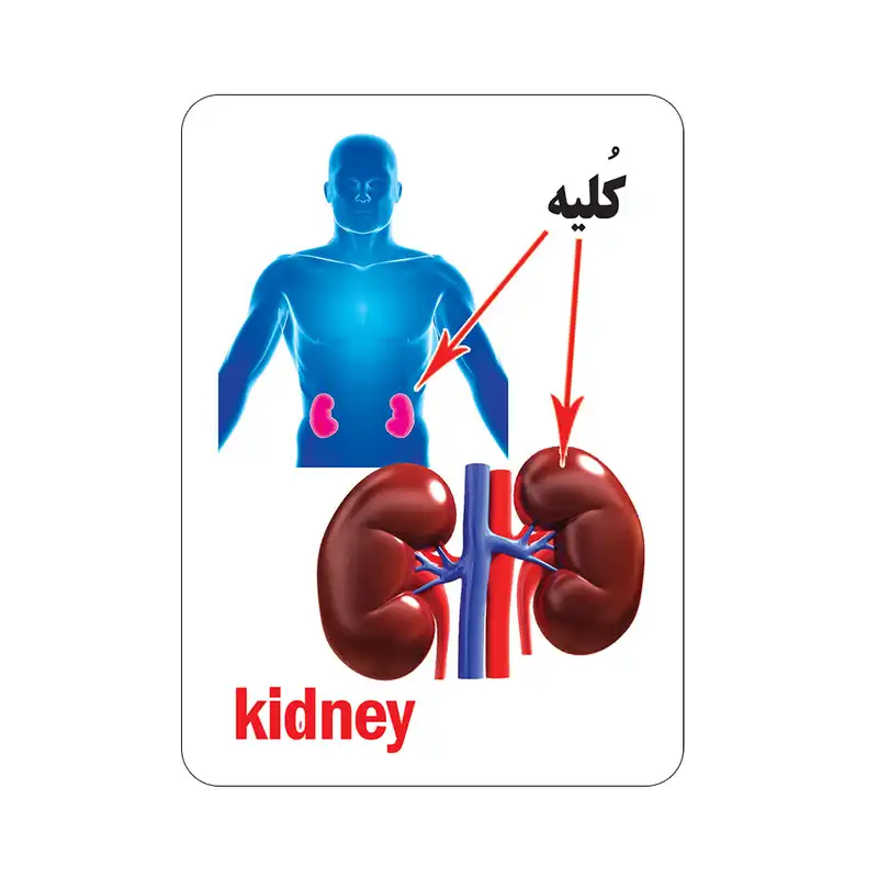 فلش کارت آشنایی با اعضای بدن انتشارات جواهری