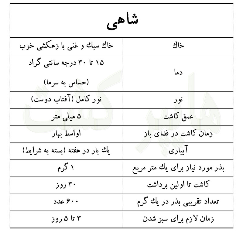 بذر شاهی گرین سیدز کد 216 بذر شاهی گرین سیدز کد 216