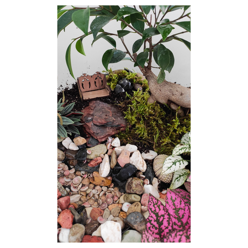 گیاه طبیعی تراریوم کد TRM-tngB گیاه طبیعی تراریوم کد TRM-tngB