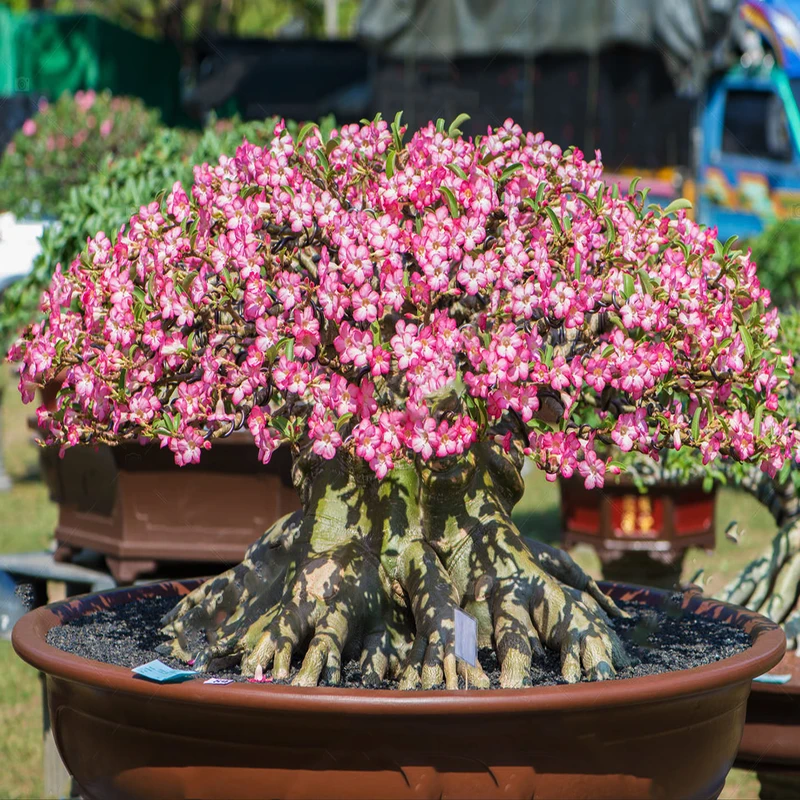 عکس شماره 5 : بذر بنسای آدنیوم صورتی سانیا سید مدل a03