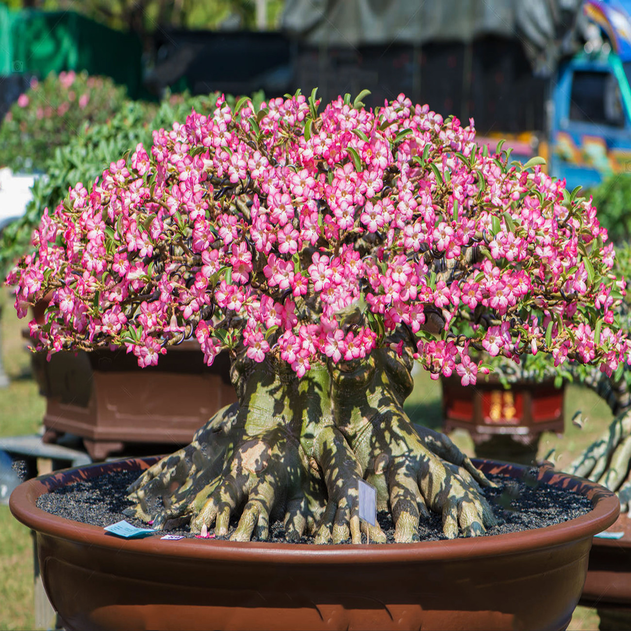 بذر بنسای آدنیوم صورتی سانیا سید مدل w3 مجموعه 3 عددی بذر بنسای آدنیوم صورتی سانیا سید مدل w3 مجموعه 3 عددی