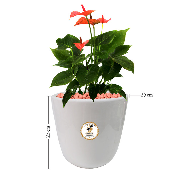 گیاه طبیعی آنتوریوم شرکت گلباران سبز گیلان مدل GN12-20L