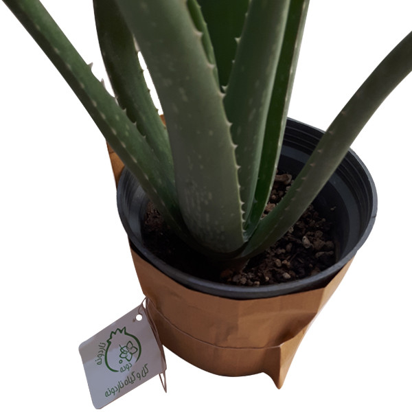 گیاه طبیعی آلوئه ورا ناردونه کد M03