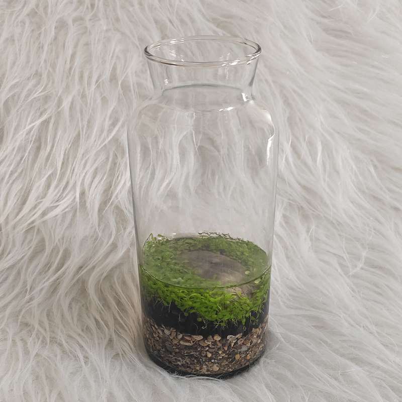 ویواریوم گیاه طبیعی کد viv-121 ویواریوم گیاه طبیعی کد viv-121