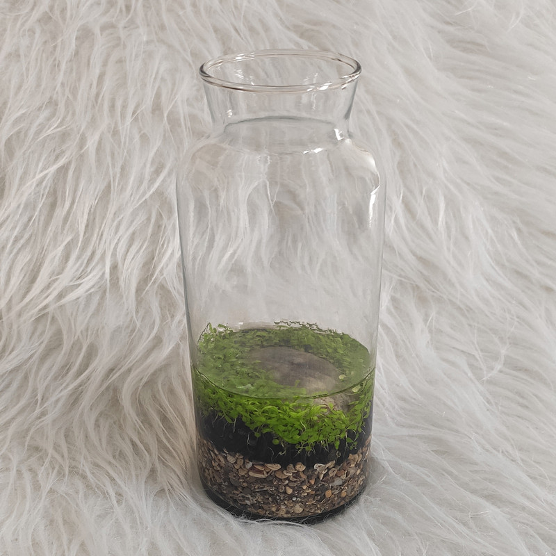 ویواریوم گیاه طبیعی کد viv-121 ویواریوم گیاه طبیعی کد viv-121