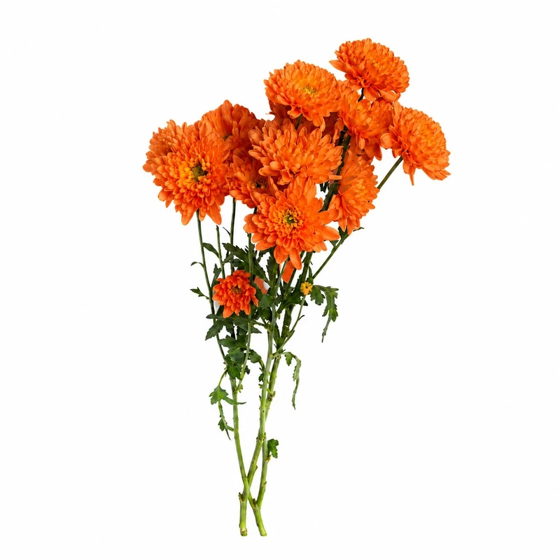 شاخه گل داودی طبیعی مدل مینیاتوری بسته 10 عددی