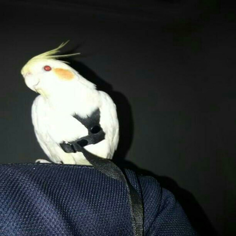 جلیقه پرواز طوطی سانان آواتور مدل عروس هلندی کد ۱۲۳