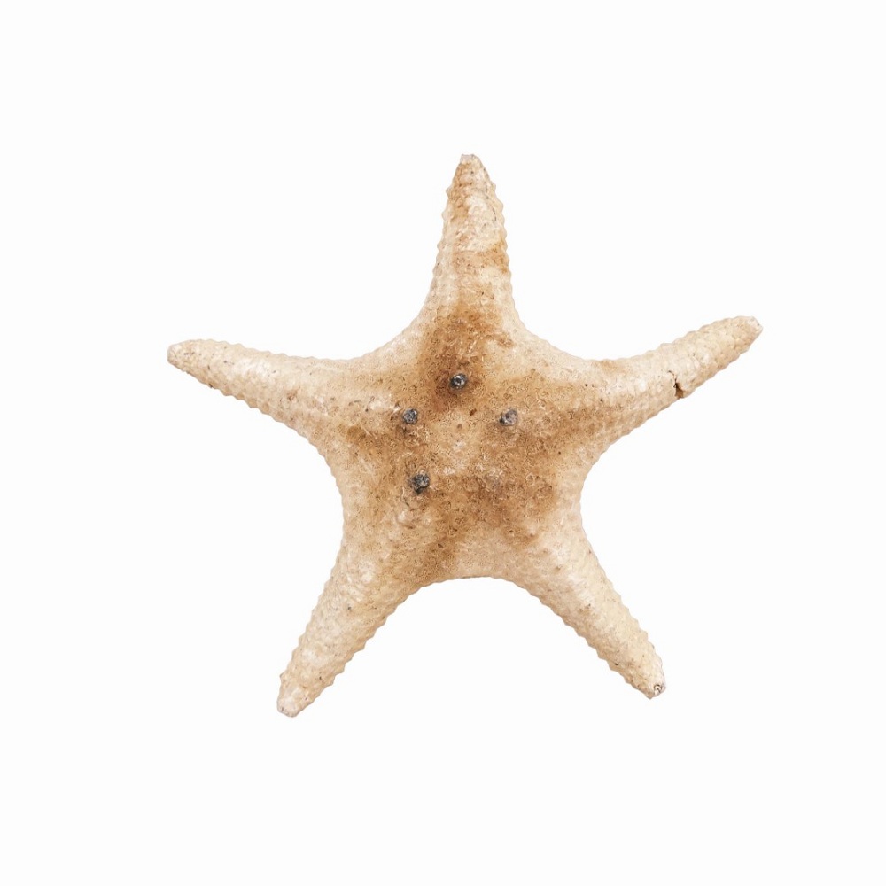 ستاره دریایی تزیینی مدل لب پر