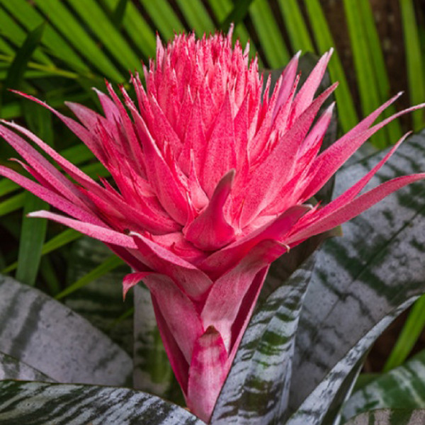 گیاه طبیعی آکمیا تافکو مدل ایکمیا کد 2x