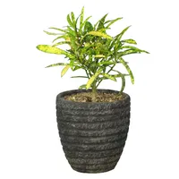 گیاه طبیعی آکوبا رشته ای کد AS-21