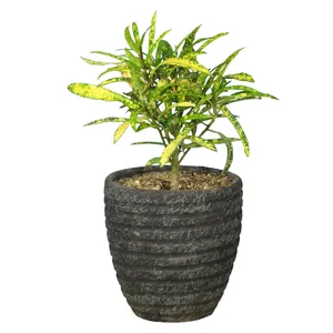 گیاه طبیعی آکوبا رشته ای کد AS-21