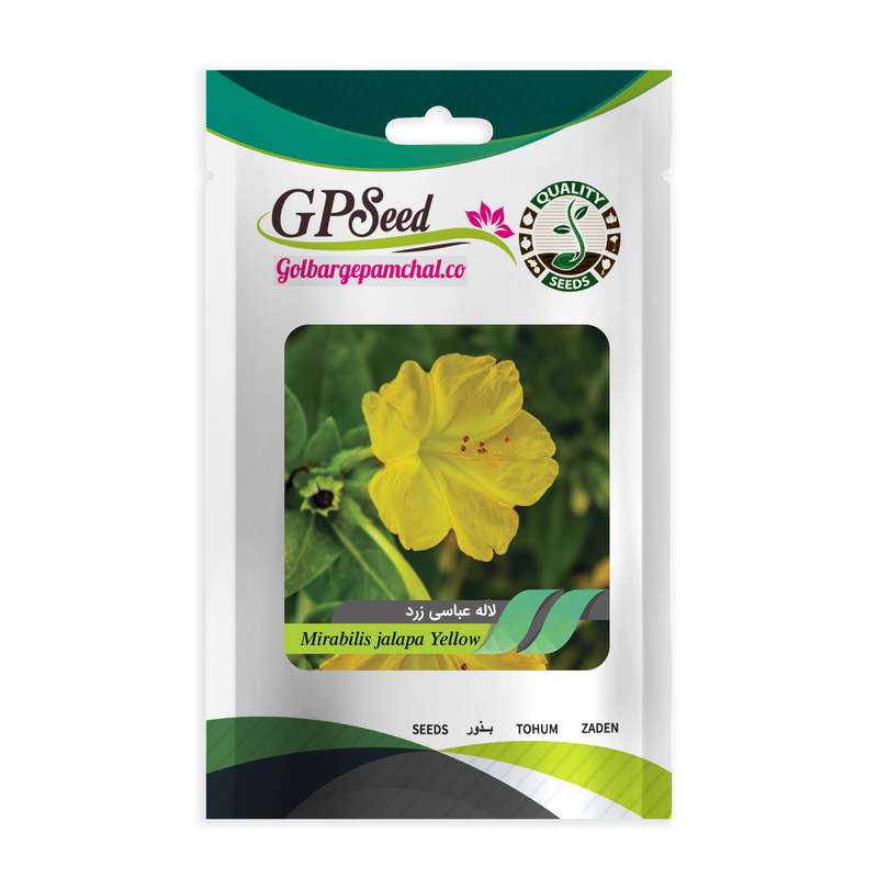 بذر گل لاله عباسی زرد گلبرگ پامچال کد GPF-266