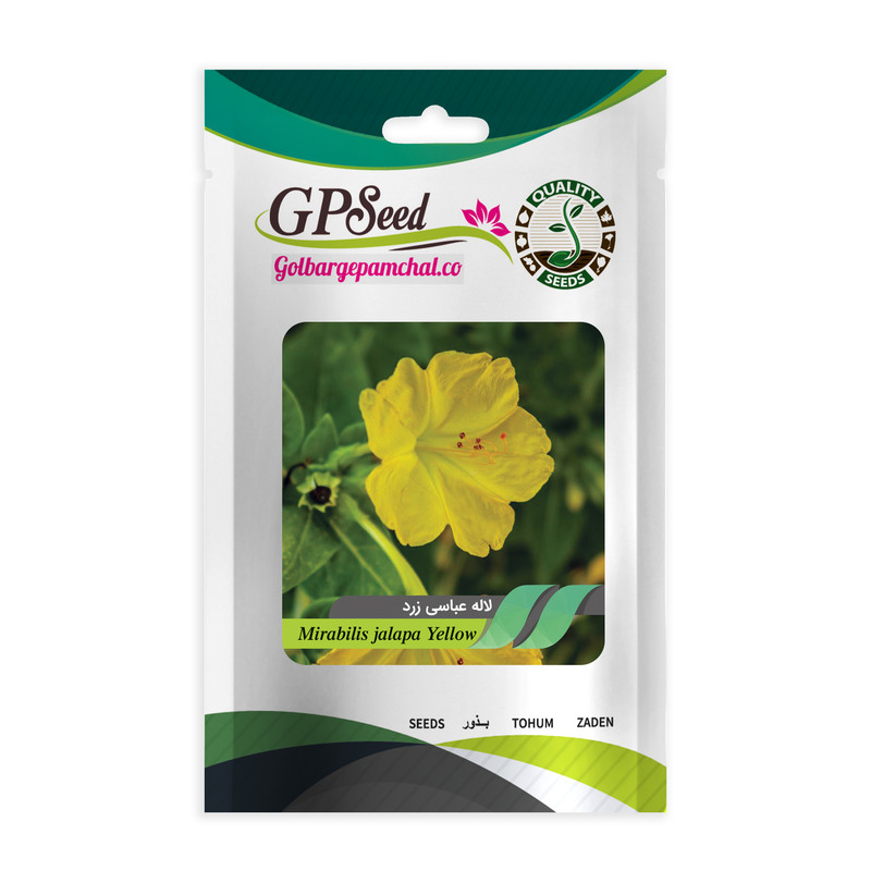 بذر گل لاله عباسی گلبرگ پامچال کد G-P-GP-06 مجموعه 6 عددی