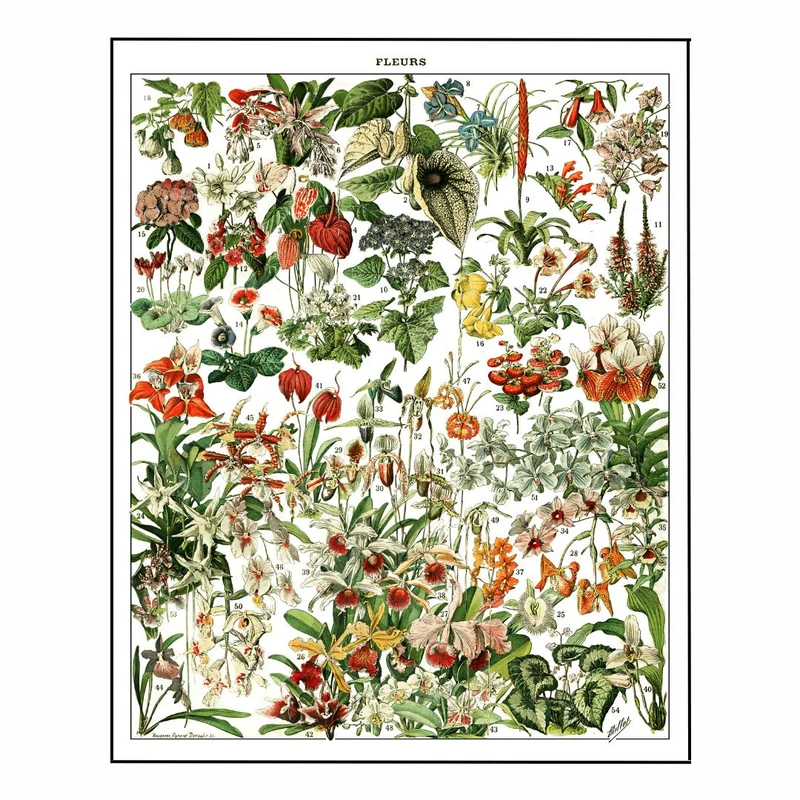 پوستر مدل  آدولف میلو- گلهای مختلف2  