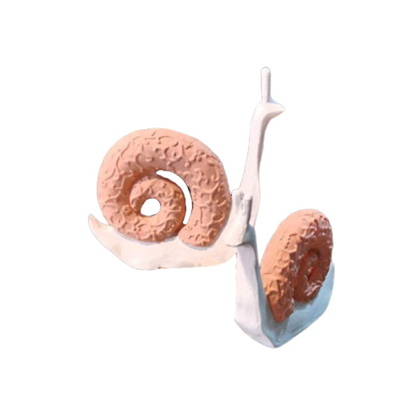 مجسمه مدل حلزون مجموعه 2 عددی
