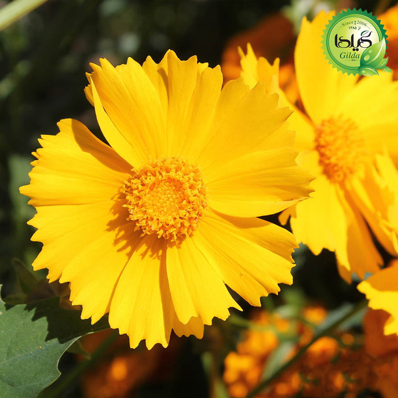 بذر شاه اشرفی زرد گیلدا کد 814 بذر شاه اشرفی زرد گیلدا کد 814