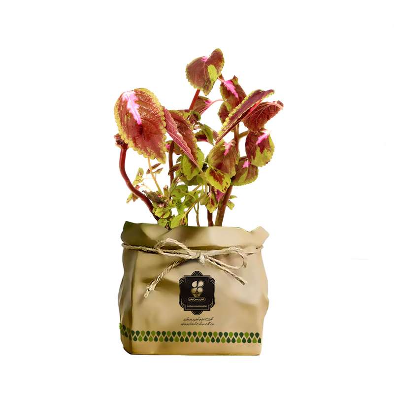 گیاه طبیعی حسن یوسف شرکت گلباران سبز گیلان مدل GN13-29K