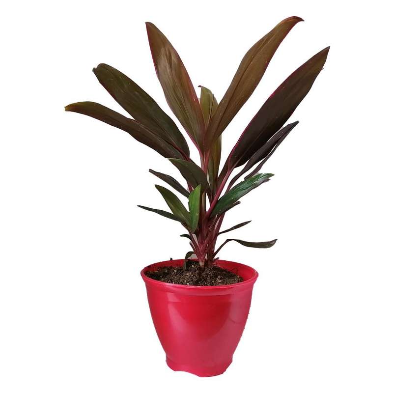 گیاه طبیعی کردلین کد up01