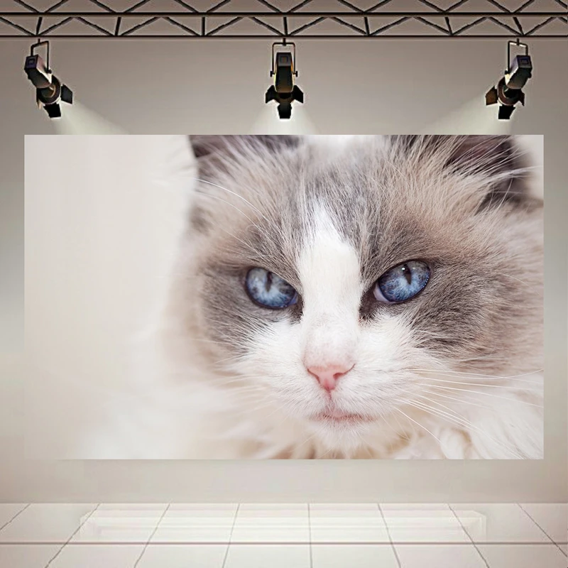 استیکر طرح گربه مدل چشم آبی کد AR2385