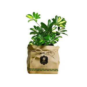 گیاه طبیعی شفلرا شرکت گلباران سبز گیلان مدل GN13-4K