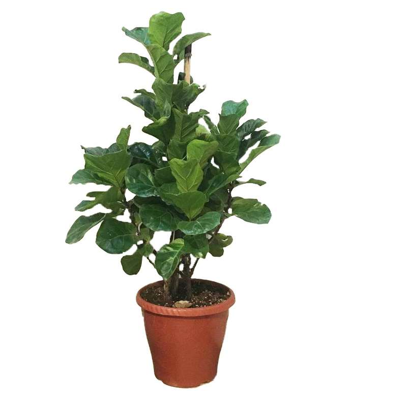 گیاه طبیعی فیکوس لیراتا مدل FL22