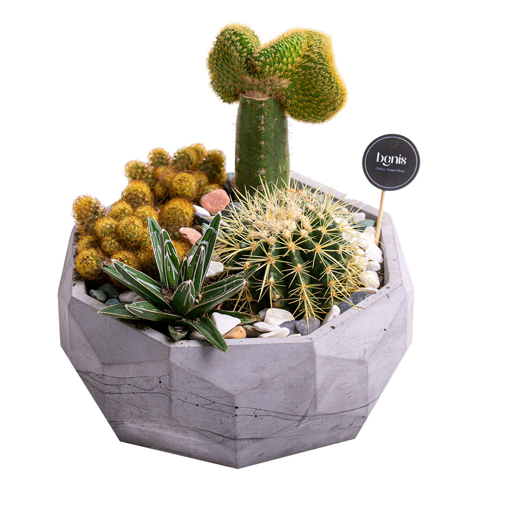 گیاه طبیعی کاکتوس بنیس فلاور مدل P-34 مجموعه 5 عددی گیاه طبیعی کاکتوس بنیس فلاور مدل P-34 مجموعه 5 عددی