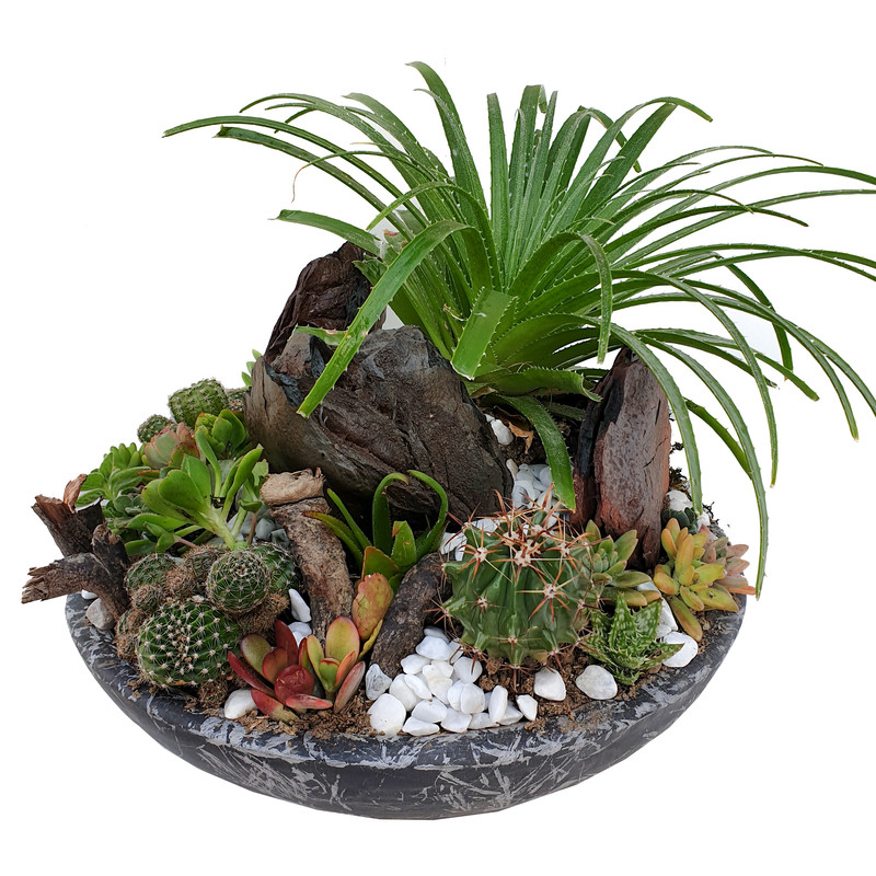 گیاه طبیعی کاکتوس مدل MK-99002 گیاه طبیعی کاکتوس مدل MK-99002