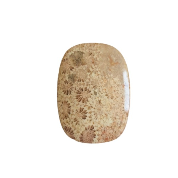 سنگ مرجانی کد 001