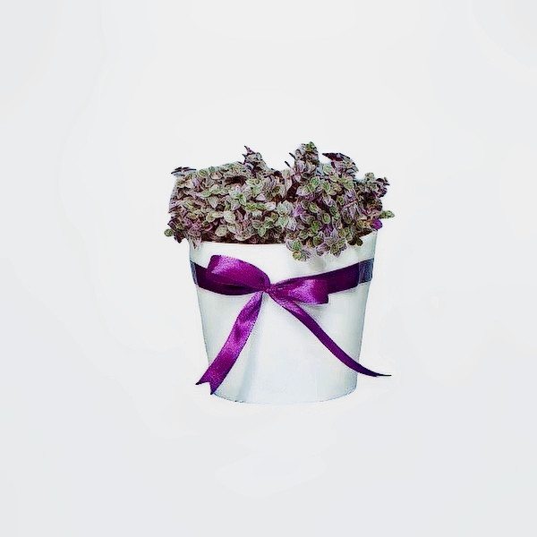 گیاه طبیعی کالیسیا مدل عروس کد 2