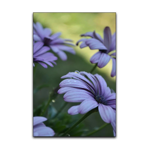 تابلو شاسی گوفی مدل طبیعت گل طرح Nature Flower Daisy کد FLWR11