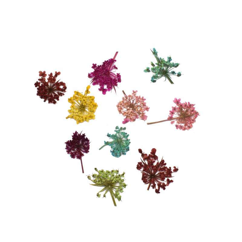 گل خشک مدل شوکران مینیاتوری کد CLD2 بسته 10 عددی