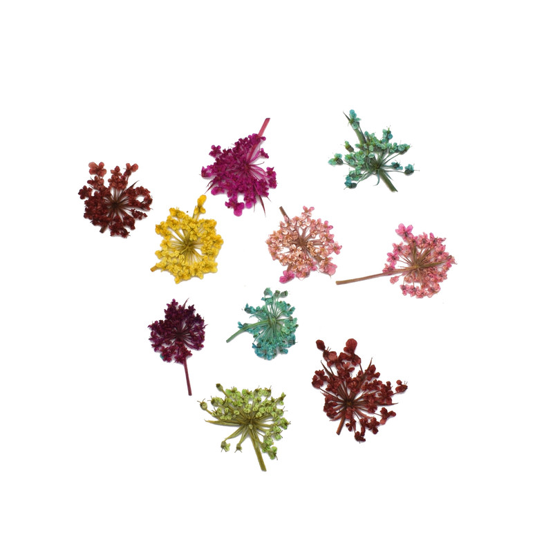 گل خشک مدل شوکران مینیاتوری کد CLD2 بسته 10 عددی