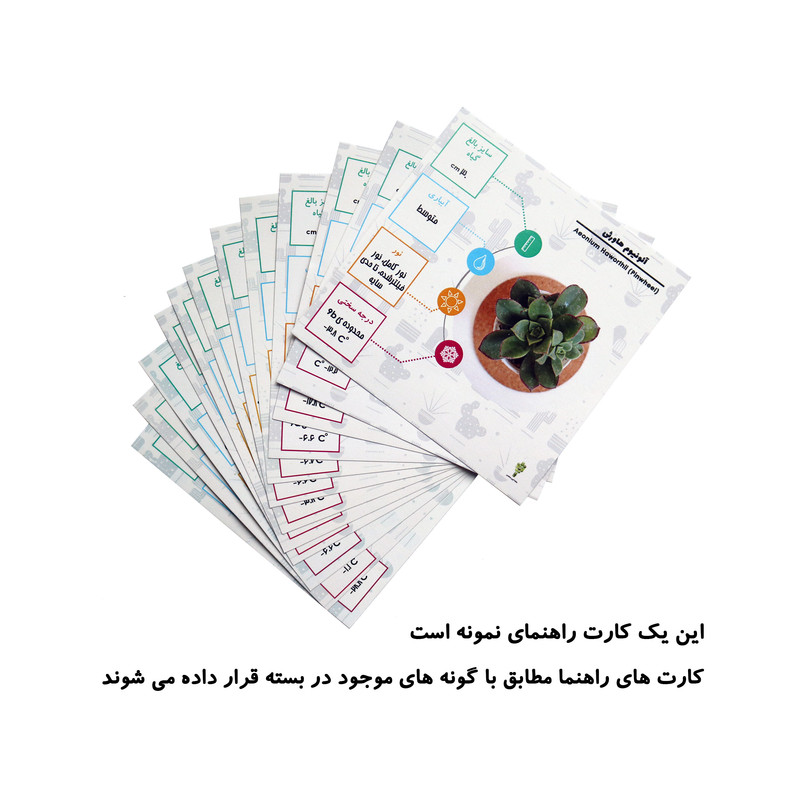 گیاه طبیعی کاکتوس و ساکولنت آیدین کاکتوس کد CB-057 بسته 12 عددی