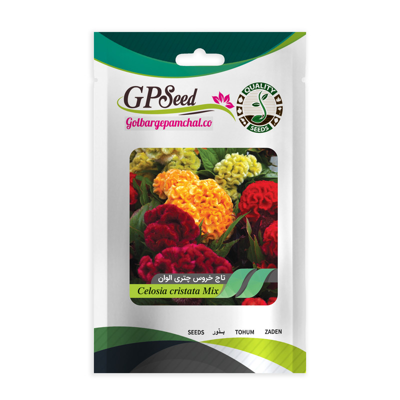 بذر گل تاج خروس چتری الوان جی پی سید مدل GP9354